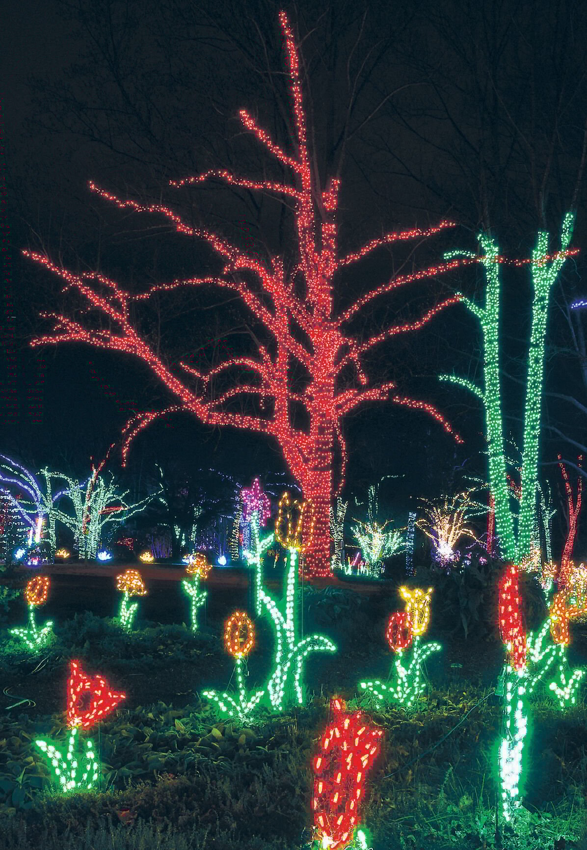 Winter Walk of Light 2020 1